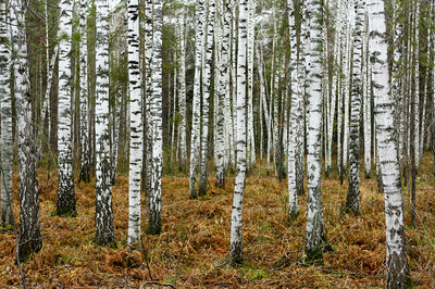 MASSIVE photo landscape art  forest  A0 CANVAS PRINT TREE  woods