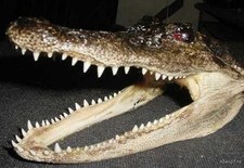 REAL 5 GATOR HEAD OFF 3 FLORIDA AMERICAN ALLI...