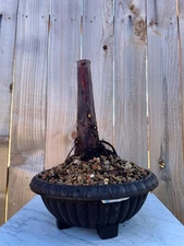 AWESOME! Fantastic Bald Cypress Pre-Bonsai, 20 Years, GREAT TRUNK #888