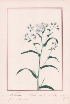Schafgarbe yarrow Achillea flowers Blume botany Botanik Aquarell drawing 1830