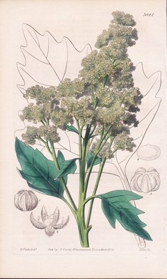 Chenopodium Quinoa Botanik flower Blume botany engraving Kupferstich Curtis 3641