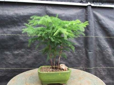Norfolk Island Pine Bonsai Tree