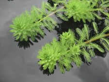 Papageienfeder / Myriophyllum brasiliensis
