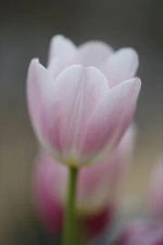 Pink Tulip Closeup Digital Image File JPEG Format 22MP