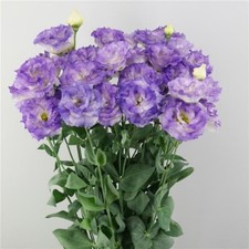 Lisianthus Seeds Lisianthus Celeb 2 Blue Flash 25 Pelleted Seeds