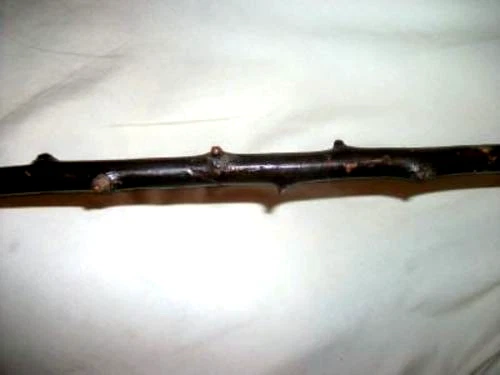 ANTIQUE FOLK ART WALKING STICK CANE THORNY WOOD BRANCH BRASS SLEEVE PRIMITIVE - Image 2 of 4