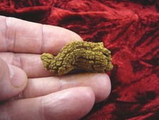 (PP280-28) Genuine Fossil TURTLE POOP Coprolite Madagascar DUNG - WEIRD GIFT