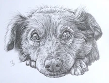 Cute Dog Original Photorealistic Drawing In Paper