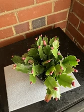 Christmas cactus live plants in a 4 inch pot