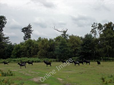 Foto 6x4 Hebridenschafe auf den Sandlingen (2) Shottisham Diese Schafe sto c2010