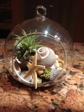 DIY hanging air plant terrarium kit Globe Glass vase with snail anchor driftwood