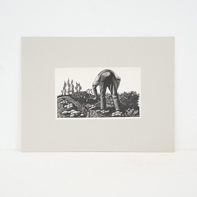 Clare Leighton (1898 1989)   Kartoffeln graben 1935 Holzstich vier Hecken