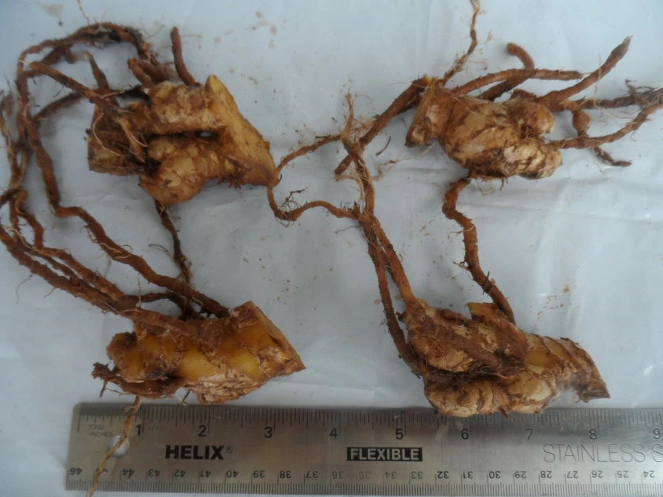4 Shampoo Ginger Rhizomes, Zingiber Zerumbet, Pine Cone, Free Ship w/ Free Offer - Image 4 of 4