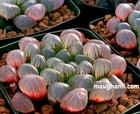 Succulent -Haworthia obtusa ‘OB-1’,  Offset