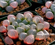 Suculenta -Haworthia obtusa 'OB-1', Offset