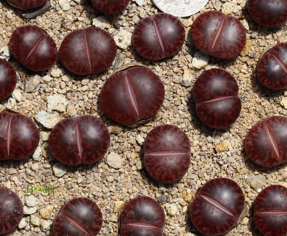 Plant -one-Lithops lesliei “Jambourree”  - Image 3 of 3