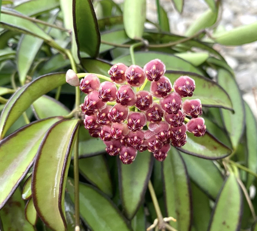 AU STOCK RARE HOYA " WAYETII " -PLANTS ROOTED SUCCULENT 18-20
Opens in a new window or tab