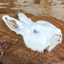 Bunny Rabbit Head LG 7+ " crafts Specimen Taxidermy Oddity craft crafting doll