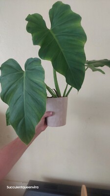 WILSONNI philodendron giganteum (Rare) Large Leaf Plant 12" | eBay