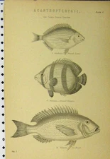 Old Antique Print C1890 Acanthopterygii Fish Red Wrasse Toad-Fish Scarus 19th