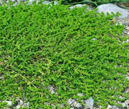 GREEN CARPET RUPTUREWORT Herniaria Glabra - 1,000 Bulk Seeds - Afbeelding 1 van 1