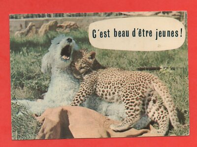 C'Est Beau To Be Jungen (J8845)
