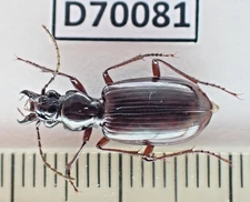 D70081. Insects, Beetles. Carabidae sp. Vietnam, Ha Giang