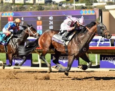 Sierra Leone 2024 Breeders' Cup Classic Photo