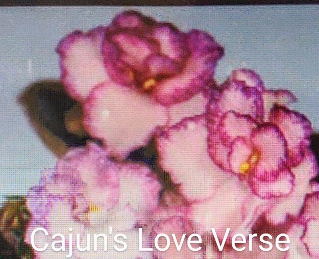 African Violet LEAF POT - CAJUN'S LOVE VERSE standard