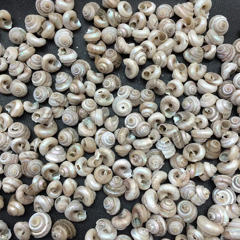 Tiny Pearl Malabar turbos Sea Shells, 5 OZ 1000+ PC Shells, 1/4 Inch ~ 5/8 Inch - Image 3 of 4