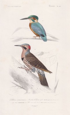 Alcedo atthis Kingfisher Kingfisher Colaptes auratus Birds Steel Engraving Orbigny 1861