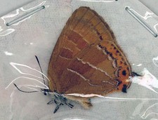 Mariposa - Mariposa Lycaenidae - Lycaenidae sp - Kushiro, Hokkaido, Japón (LY01)