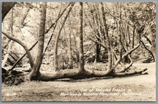 RPPC Postcard Muir Woods National Monument CA Fallen tree log shapes Zan 14