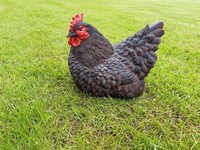 Gartenfigur Huhn Liegend Schwarz Henne Frostsicher Dekofigur Bauernhof FrüHling
