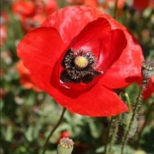 5,000 Heirloom Red American Legion Papaver Poppy Seeds Remembrance Flanders