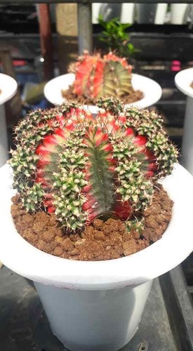Gymnocalycium 20 Seed Multi Color Mihanovichii Variegata + FREE CERTIFICATE - Picture 3 of 4