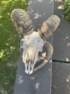 Vintage Real Animal Ram Sheep 3-Horned Skull Oddity Taxidermy 