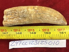 Rare Carcharodontosaurus Dinosaur Tooth T Rex Cousin 95 Mil Yrs Fossil 4 1/4”