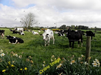 Foto 6x4 Milchherde, Muntober Drumshanbo\/H7378 abgebildet entlang Henry c2014