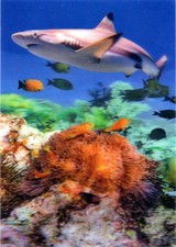 Blacktip Shark in a Coral Reef -  3D Lenticular Postcard Greeting Card