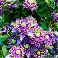 20 SEEDS Spike Purple CLEMATIS rare flower exotic vine 23 bush plant USA Seller