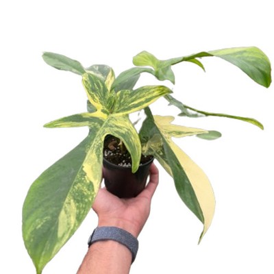 Philodendron Florida Beauty Variegated-4'' Pot