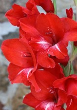 GLADIOLUS TRADERHORN  5 - Flower Bulbs  Spring Planting  U S SELLER