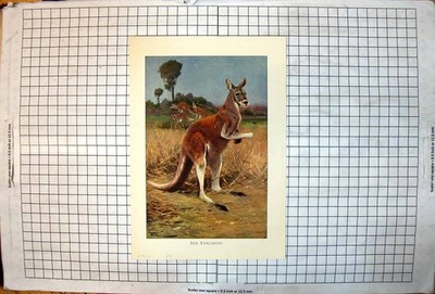 Alter Druck rotes Känguru Farbstudie Familiengruppe jenseits von Bäumen Gras um 1920 20.