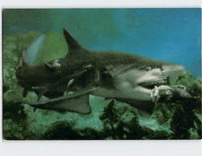 Postcard Lemon shark seizes bait fish in its razor sharp teeth