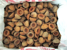 Real Acorn Caps for Crafts, Small to Medium-Dime to Quarter Size 500 