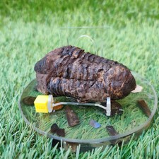 Trilobite fossil North Yorkshire fossils