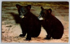 Postcard - Twin Black Bear Cubs In The Great Smoky Mountains National Park