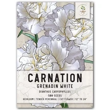 Grenadin White Carnation Seeds For Planting (Dianthus caryophyllus)