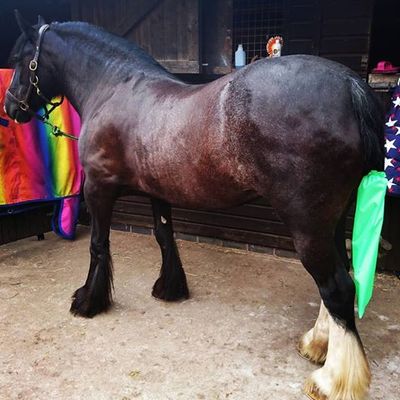 Equestrian / Pferd wasserdichte Schwanztasche 